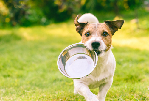 Should CBD be Regulated in Pet Food?