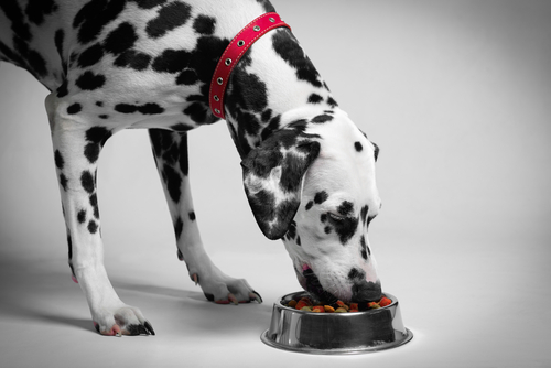 The Perfect Mix: How Ribbon Mixers Perfect Pet Food