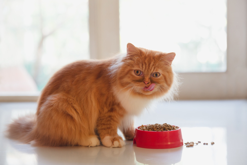 The Importance of Probiotics in Pet Food